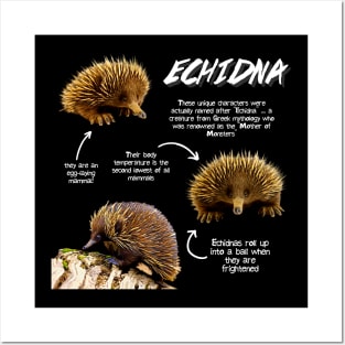 Echidna Fun Facts Posters and Art